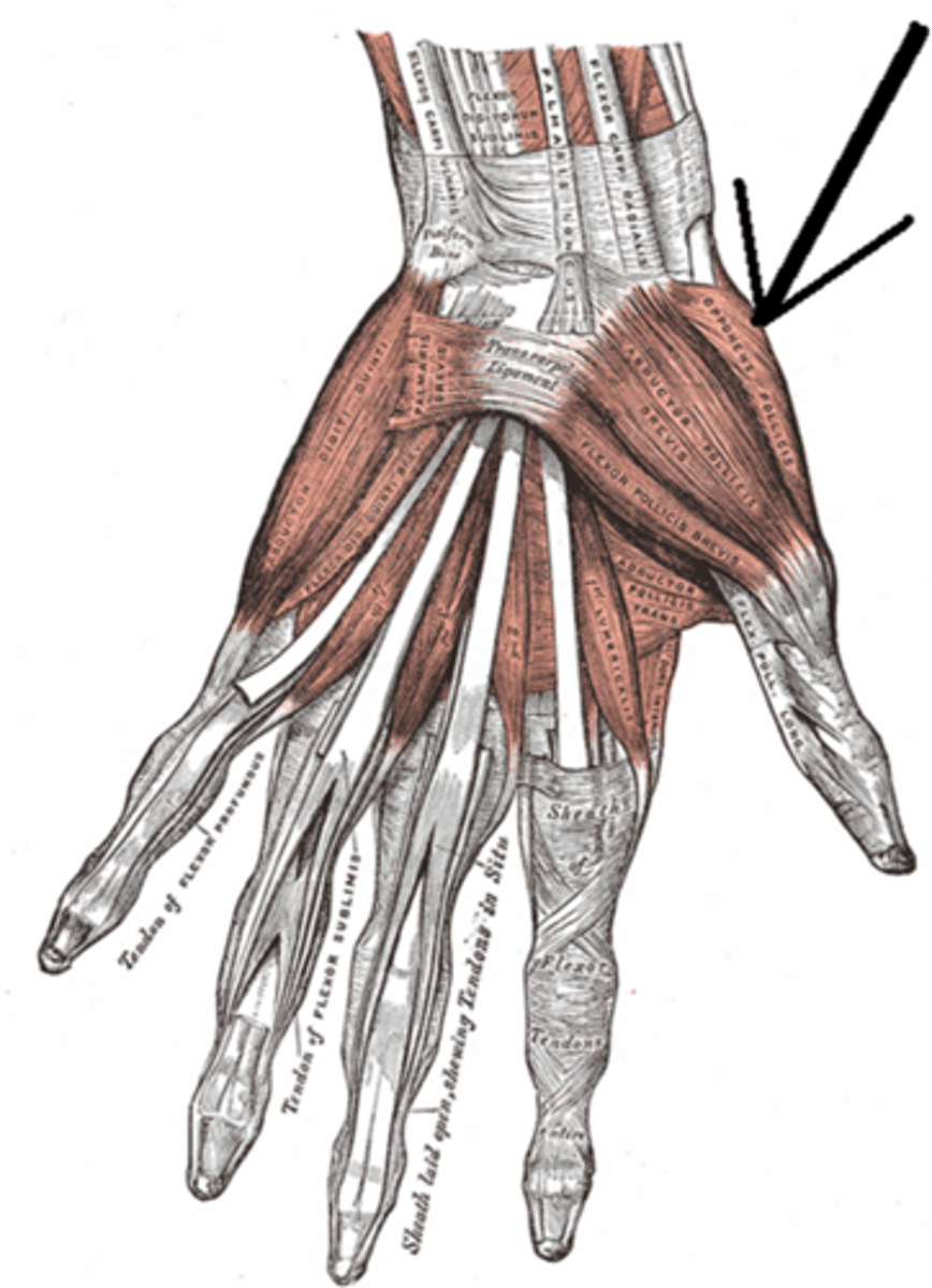 <p>a digit (either the thumb, big toe, or both) that is able to touch all the other digits on the same appendage</p>