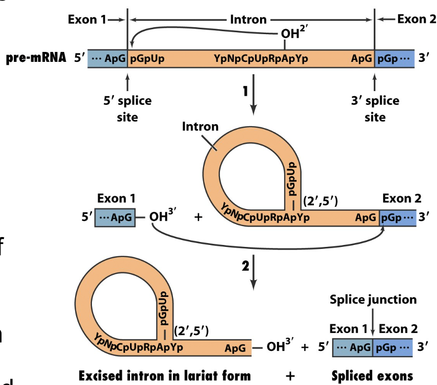 <ol><li><p>OH2- attack on the 5’ splice site</p></li><li><p>3’ OH attack from the end of exon 1 on the 5’ edge of exon 2</p></li></ol>