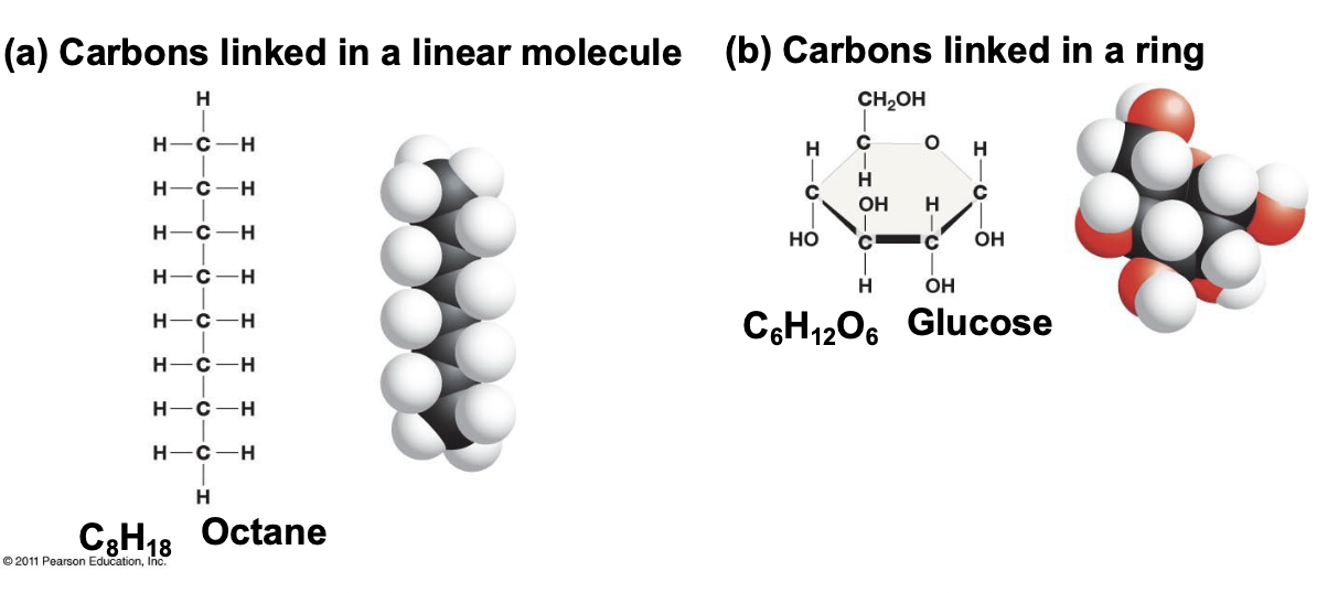 <p>Carbons linked in a linear molecule that is the basis for all molecules in our body.</p>