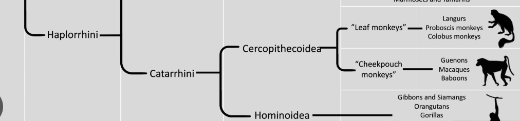 <p>include old world monkeys, great apes, humans, gibbons. two major families: <span style="background-color: transparent;">cercopithecoids and hominoids</span></p><p>traits: <mark data-color="unset" style="background-color: unset; color: inherit;">narrow, downward-facing nostrils that are close together;</mark> <mark data-color="rgba(0, 0, 0, 0)" style="background-color: rgba(0, 0, 0, 0); color: inherit;">flat fingernails and toenails;</mark> <mark data-color="rgba(0, 0, 0, 0)" style="background-color: rgba(0, 0, 0, 0); color: inherit;">a dental formula of 2.1.2.3;</mark> <mark data-color="rgba(0, 0, 0, 0)" style="background-color: rgba(0, 0, 0, 0); color: inherit;">a tubular bony external ear structure;</mark> <mark data-color="unset" style="background-color: unset; color: inherit;">no prehensile tail</mark></p>