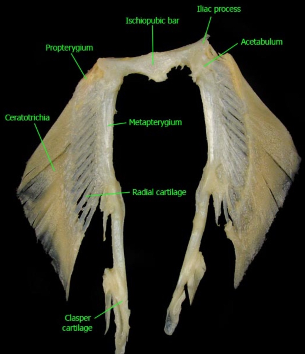 <ul><li><p>a type of paired fin found in Chondrichthyes (sharks)</p></li><li><p>Broad base </p></li><li><p>3 basalia in pectoral fin: <strong>Propterygium, Mesopterygium, Metapterygium</strong>.</p></li><li><p> 2 basalia in the pelvic fin: <strong>propterygium and metapterygium</strong></p></li><li><p>In males, basalia form <strong>Claspers</strong> for reproduction.</p></li></ul><p></p>