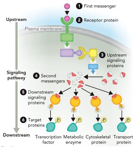 <ul><li><p>Understand the participants</p></li></ul><ul><li><p> first messengers versus second messengers</p></li></ul><ul><li><p>Amplification</p></li></ul><ul><li><p>variety of downstream outcomes </p></li><li><p>complicated and intertwined </p></li><li><p>Protein-protein interactions</p></li><li><p>Typically stimulated with external ligand binding to GPCRs or receptor tyrosine kinases (RTKs)</p></li><li><p>Pathways involve lots of kinases</p></li></ul><p></p>