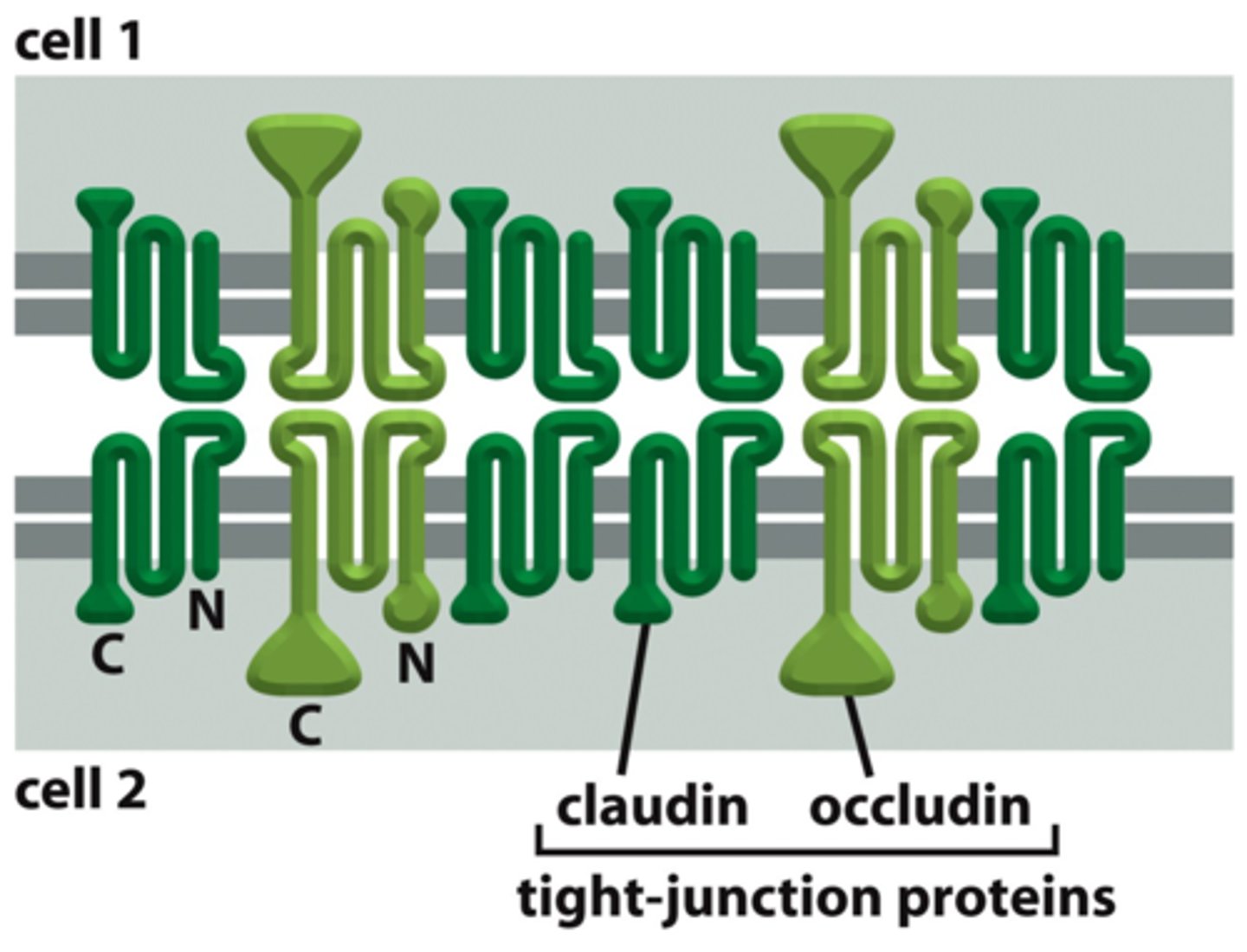 <p>claudin (essential), occludin, tricellulin, JAM</p>