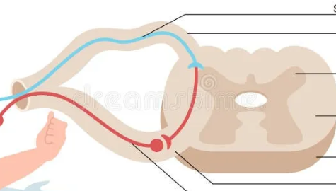 <p>label the reflex arc.</p>