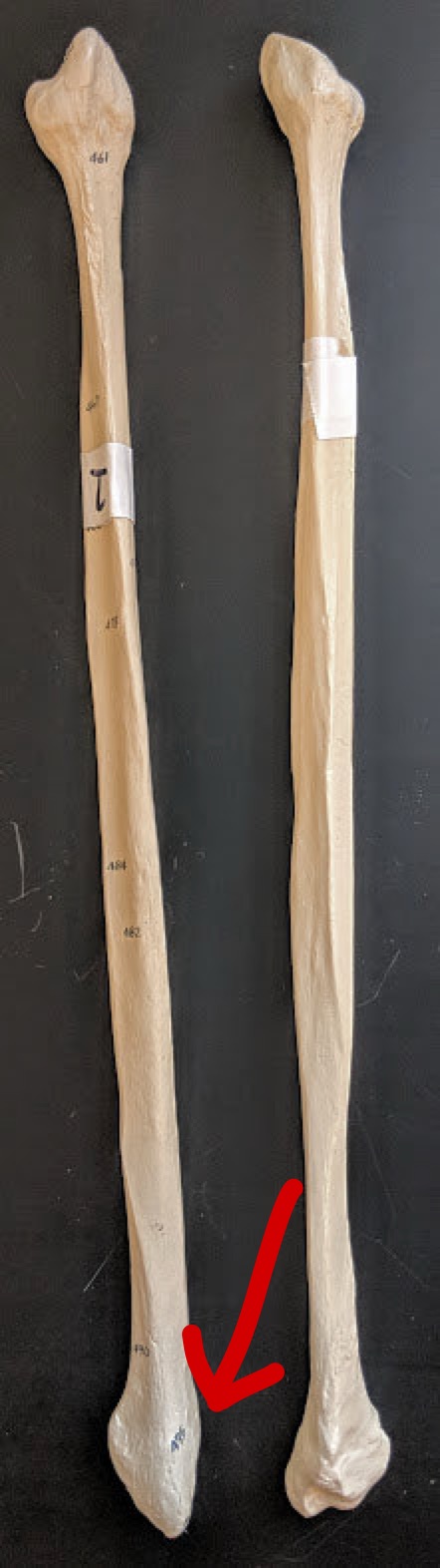 <p>Name this structure</p>