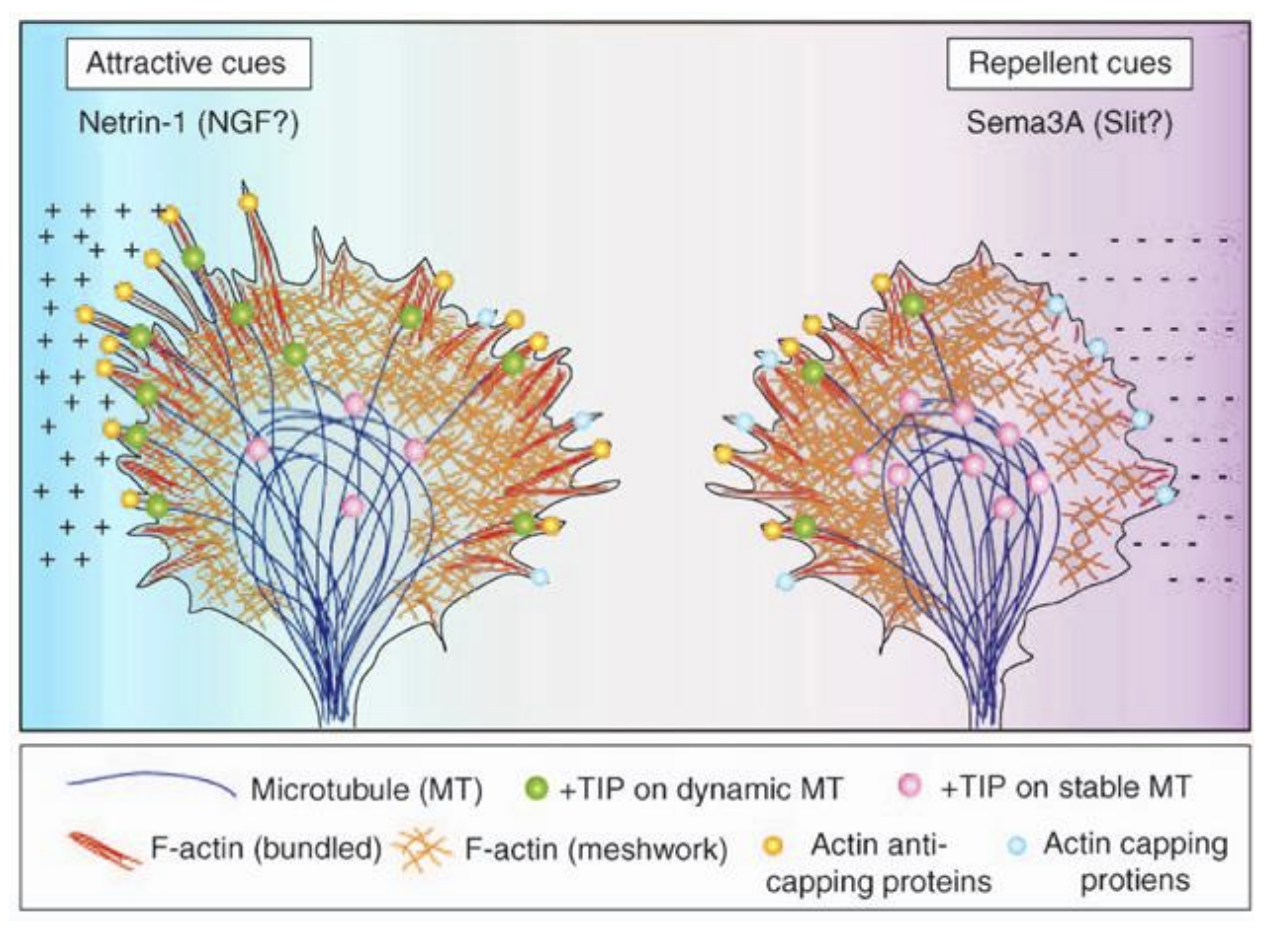 <p>What is axon guidance controlled by</p>