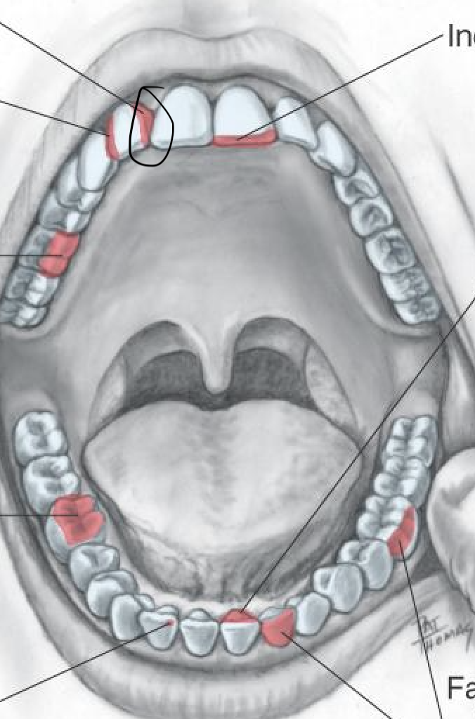 <p>Surface closest to the midline</p>