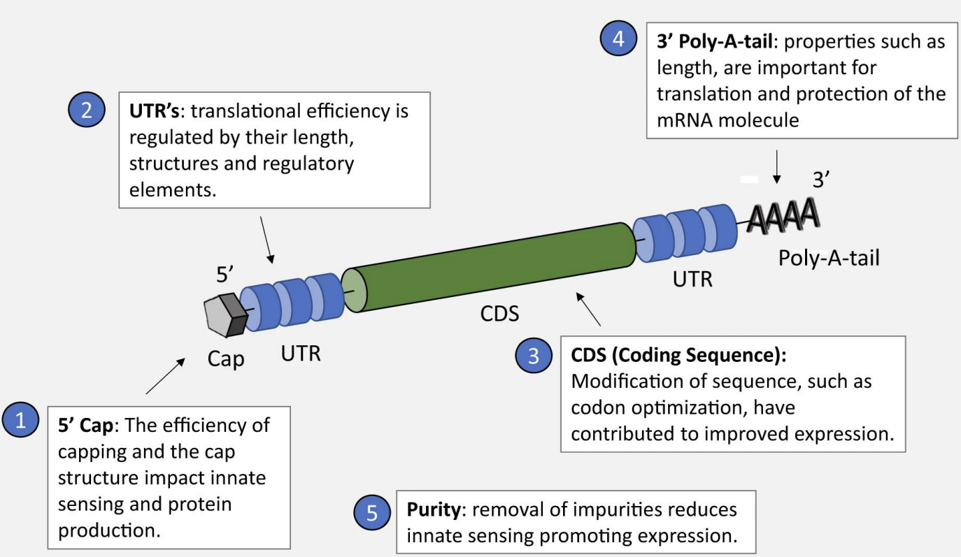 <p><strong>5’ Cap: Prevents Immune Detection</strong>: Mimics human mRNA, avoiding recognition as "non-self" by innate immune sensors (e.g., RIG-I). / <strong>Ribosome Binding</strong>: Essential for translation initiation (eukaryotic ribosomes recognize the cap).</p><ul><li><p class="ds-markdown-paragraph"><strong>Structure</strong>: <strong>7-methylguanosine (m7G)</strong> linked via 5’-5’ triphosphate.</p></li><li><p class="ds-markdown-paragraph"><strong>Impact</strong>:</p><ul><li><p class="ds-markdown-paragraph">Inefficient capping → reduced protein production + unwanted immune activation.</p></li></ul></li></ul><p class="ds-markdown-paragraph">—</p><p><strong>5’ Untranslated Region (UTR): Regulates Translation Efficiency</strong>: Length, secondary structure, and regulatory elements (e.g., Kozak sequence) control ribosome binding. / <strong>Optimization Example</strong>: Short, unstructured 5’ UTRs enhance translation (used in Pfizer/BioNTech’s COVID-19 vaccine).</p><p>—</p><p><strong>Coding Sequence (CDS): Codon Optimization</strong>: Replace rare codons with host-preferred ones (e.g., human codon bias) to boost protein yield. / <strong>Modified Nucleotides</strong>: Pseudouridine (Ψ) reduces immune recognition while improving stability.</p><p>—</p><p><strong>3’ Untranslated Region (UTR): mRNA Stability</strong>: Binds proteins that protect against degradation. <strong>Translation Regulation</strong>: AU-rich elements (AREs) can accelerate decay; optimized UTRs extend half-life.</p><p>—-</p><p><strong>3’ Poly-A-Tail: Translation Enhancement</strong>: Longer tails (~100–150 adenosines) promote ribosome recycling and protein production. / <strong>Protection</strong>: Shields mRNA from exonucleases, prolonging activity.</p><ul><li><p class="ds-markdown-paragraph"><strong>Design</strong>: Synthetic tails avoid premature shortening (e.g., encoded in DNA template or enzymatically added).</p></li></ul><p class="ds-markdown-paragraph">—</p><p><strong>Purity: Removal of dsRNA/Impurities</strong>: Reduces activation of innate immune sensors (e.g., PKR, TLRs) that inhibit translation.</p><ul><li><p class="ds-markdown-paragraph"><strong>Methods</strong>: HPLC purification, DNase treatment.</p></li></ul><p class="ds-markdown-paragraph"></p><p class="ds-markdown-paragraph">5 prime cap= it the body would recognise it as non-self and would kill the vaccine, ribosome recognises it and starts transcription</p><p>UTR= translation efficiency is regulated by their length, structure and elements</p><p>3 prime poly-A-tail= it's length is important for translation and protection of the mRNA molecule </p><p></p>