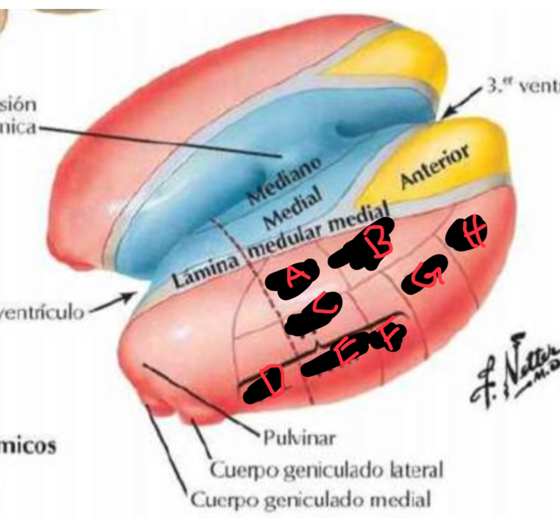 <p>estrctura C</p>