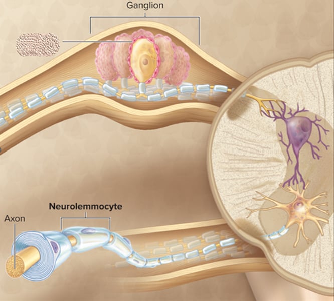 <p>-Elongated, flat cells that ensheath PNS axons with myelin<br>-Allows for faster action potential propagation</p>