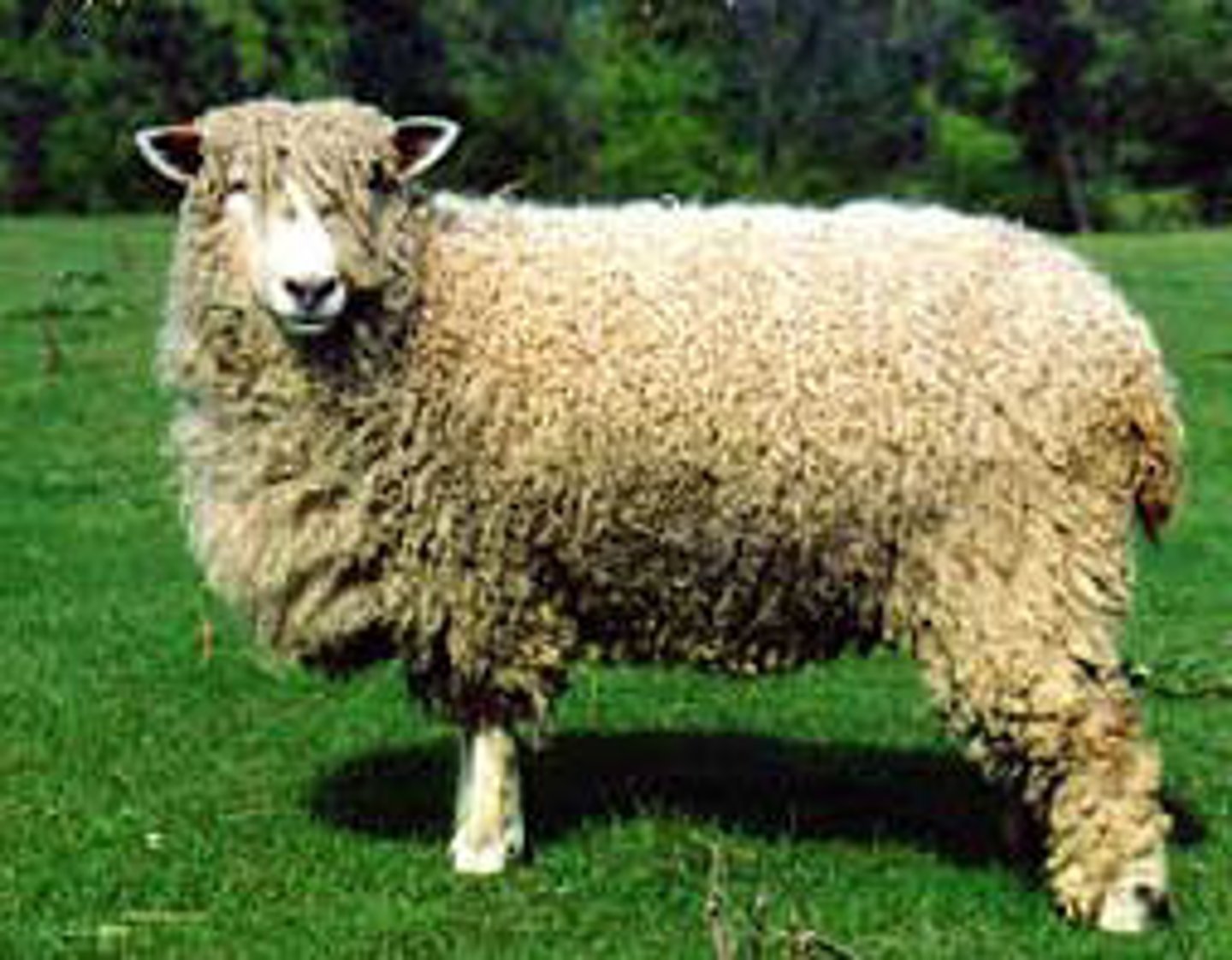 <p>long-wool sheep breed:</p><p>little low performing sheep</p>
