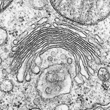 Functies van het golgi apparaat 