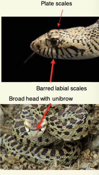 <ul><li><p>large head, barred labial scales, distinct rostral scale</p></li><li><p>large head plate scales, often with “unibrow” between eyes</p></li><li><p>Large body, messy saddle pattern, like desert camo</p></li><li><p>keeled scales, single anal scale</p></li></ul>