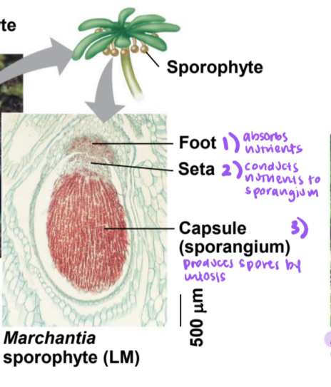 <p>parts of the sporophyte</p>