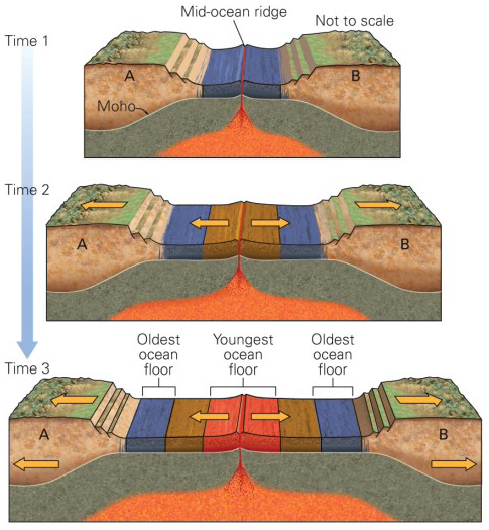 <ol><li><p>Plates Pull Apart (Divergence):</p><ul><li><p>at a divergent plate boundary, two tectonic plates move away from each other creating a gap or rift in the oceanic crust</p></li></ul></li><li><p>Magma Rises (Mantle Upwelling):</p><ul><li><p>as the plates separate, hot mantle material rises to fill the gap</p></li><li><p>when it reaches near the surface, the drop in pressure causes it to partially melt, forming magma</p></li></ul></li><li><p>New Crust Forms (Ridge Building):</p><ul><li><p>magma erupts on the seafloor and cools, creating new oceanic crust</p></li><li><p>repeated eruptions and spreading build a long, continuous underwater mountain chain — the mid-ocean ridge</p></li></ul></li></ol><p></p>