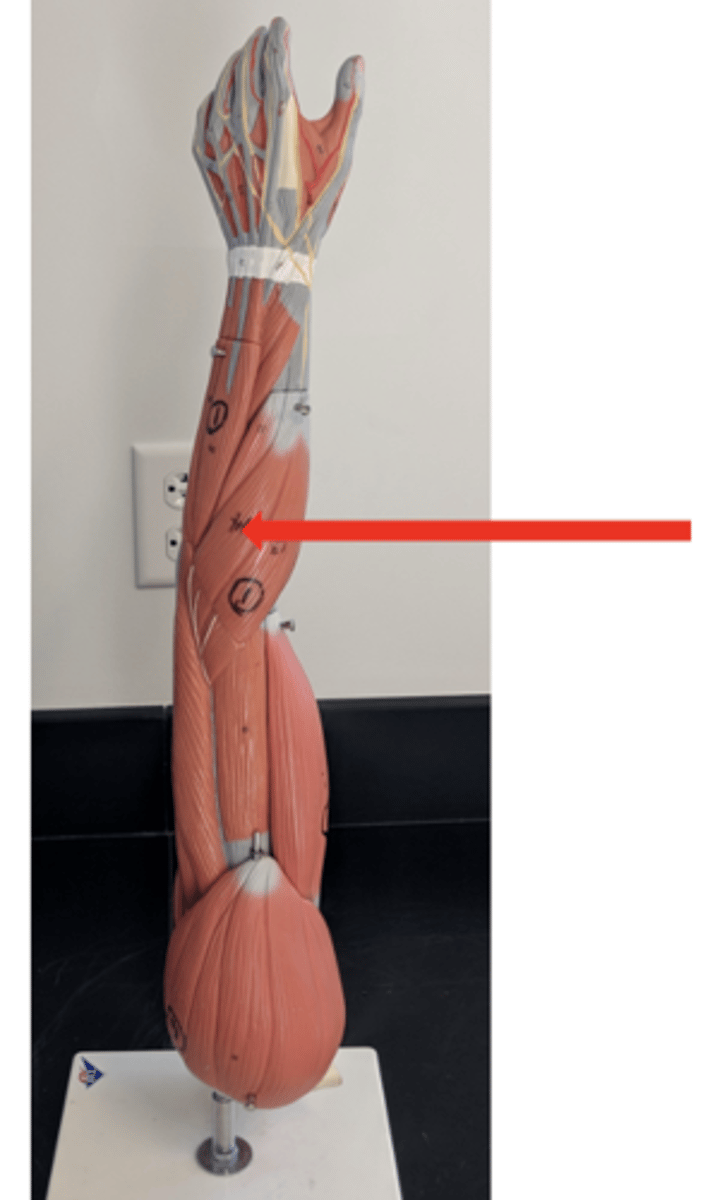 <p>what is this?</p>