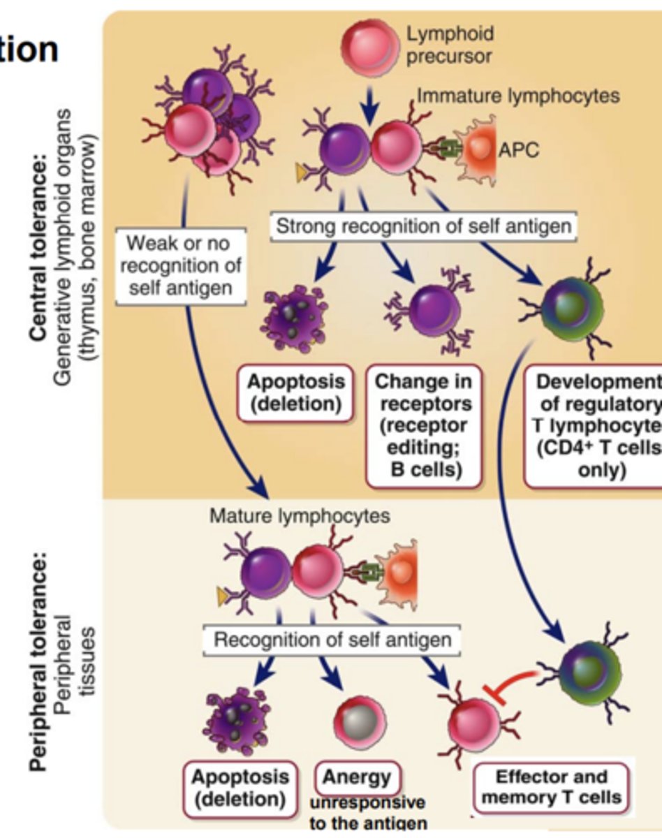 <p>it develops in the <strong><span class="bgB">primary (central) lymphoid organs</span></strong></p>