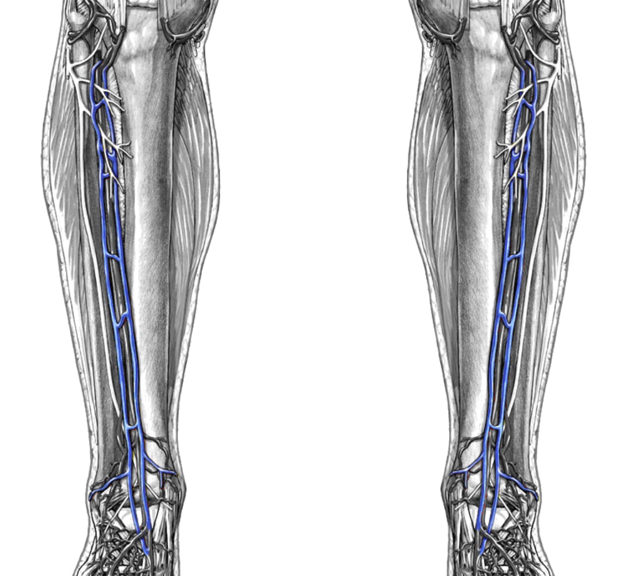 <p>Which veins:</p><ul><li><p>On anterior side of tibia bone</p></li></ul><p></p>