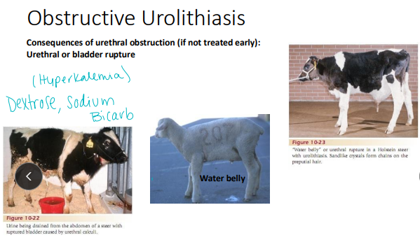 <p>Obstructive Urolithiasis in <span style="color: rgb(115, 90, 90)">ruminants</span></p>