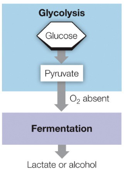 <p>What does the diagram depict</p>