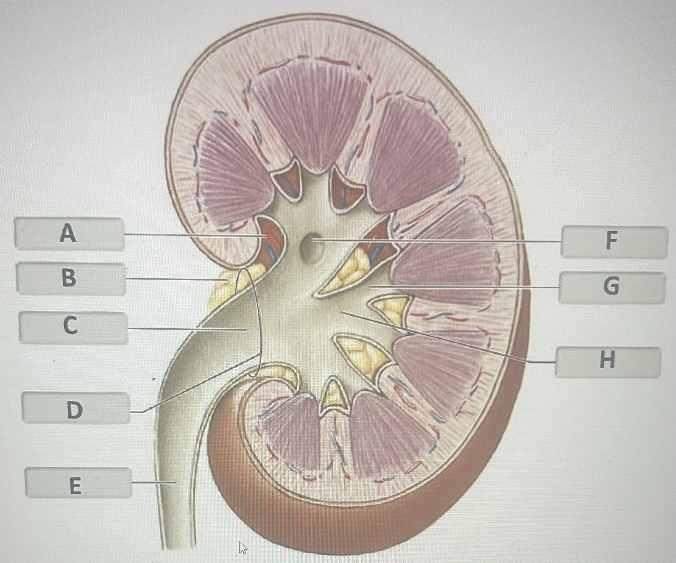 Identify the kidney structure labeled G