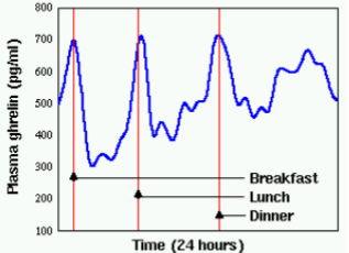 <p>hormone that also acts as a neuropeptide (neurotransmitter for signaling neurons); released by the stomach and other parts of the gastrointestinal system when they are empty; binds to the hypothalamus to help initiate feeding or food-seeking; ghrelin increases before each meal; injections stimulate thoughts of eating</p>