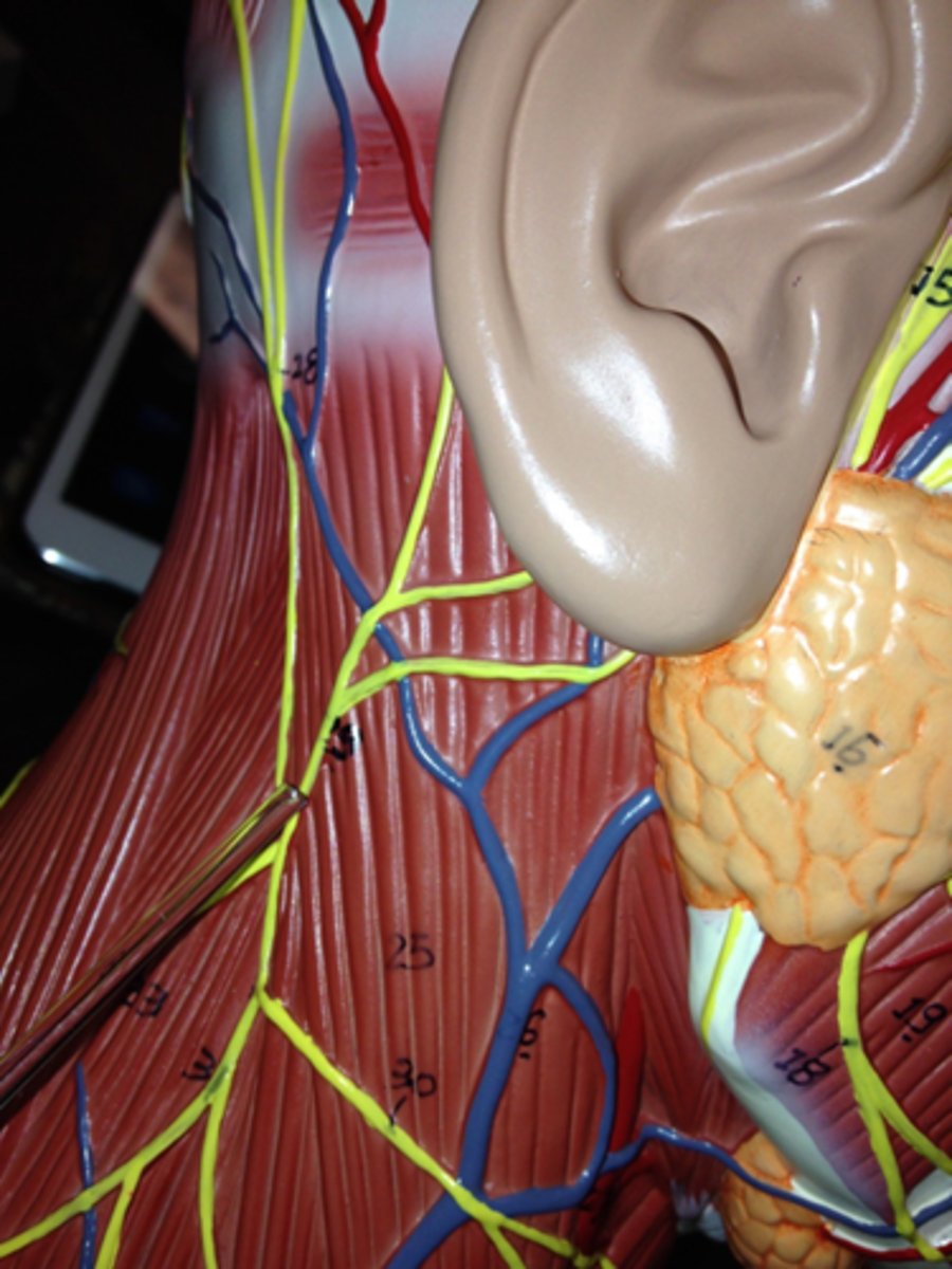 <p><em>identify the structure</em></p>