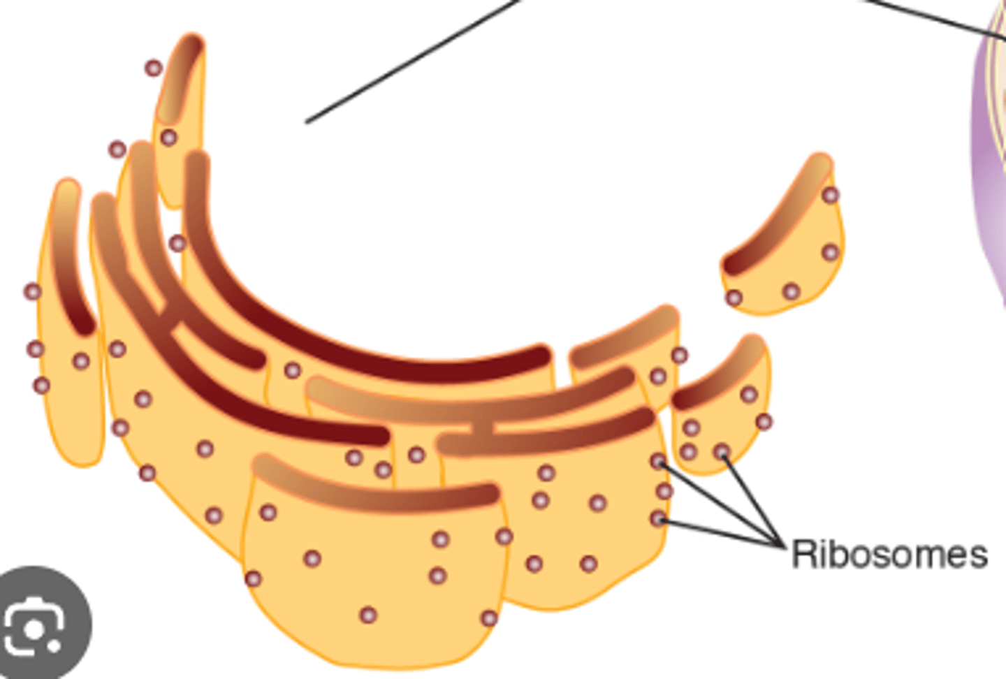 <p>Har ribosomer där det sker:<br>1. proteinsyntes<br>2. glykolysering<br>3. proteinsortering <br>4. proteinveckning</p>