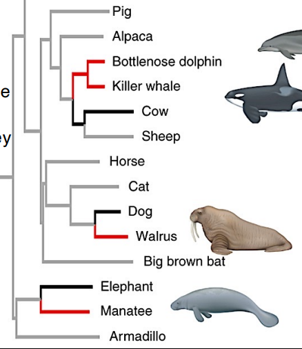 <p>The <em>similarity</em> of manatee and dolphin <em>body form</em> is because they are what kind of traits?</p><p></p><p>A. Analogous</p><p>B. Homologous</p><p>C. Ancestral</p><p>D. Derived</p>