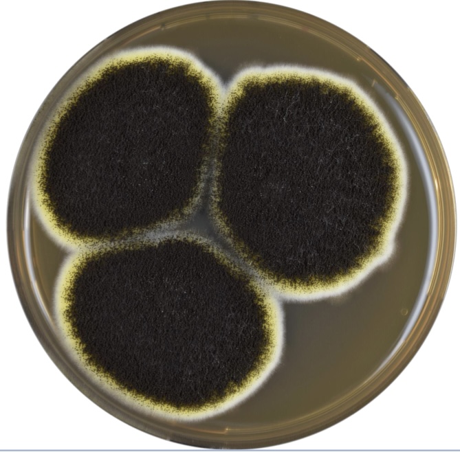 <p>Identify: Fungi</p>
