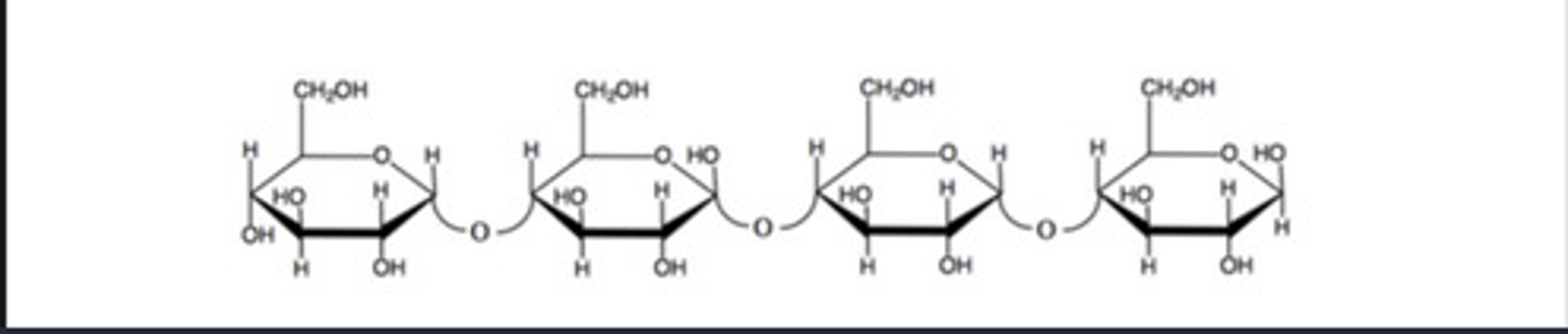 <p>The following oligosaccharide interacts favorably with water. What is the source of the ability of the interaction between H2O and this carbohydrate?</p>