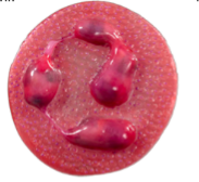 name the leukocytes (white blood cells)