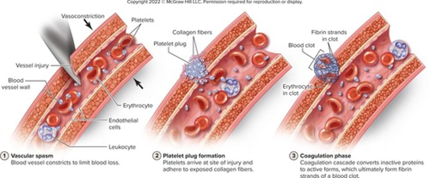 <p>Stoppage of bleeding through three overlapping phases.</p>