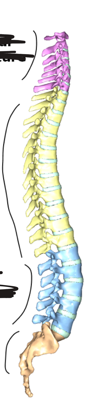 <p>What is the yellow curvature?</p>