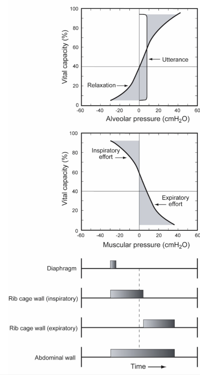 <p>Steady utterance</p><ul><li><p>Relaxation pressure</p></li><li><p>Alveolar pressure</p></li><li><p>Muscular pressure</p></li><li><p>Chest wall patterns</p></li></ul><p>first, inspiratory muscles “brake” the natural recoil of the lungs.</p><p>then, expiratory muscles and abdominals take over to keep air pressure steady for the sound</p>