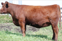 <p>Moderately framed beef breed Relatively petite head Small - moderate length ears Good disposition Good maternal breed</p>