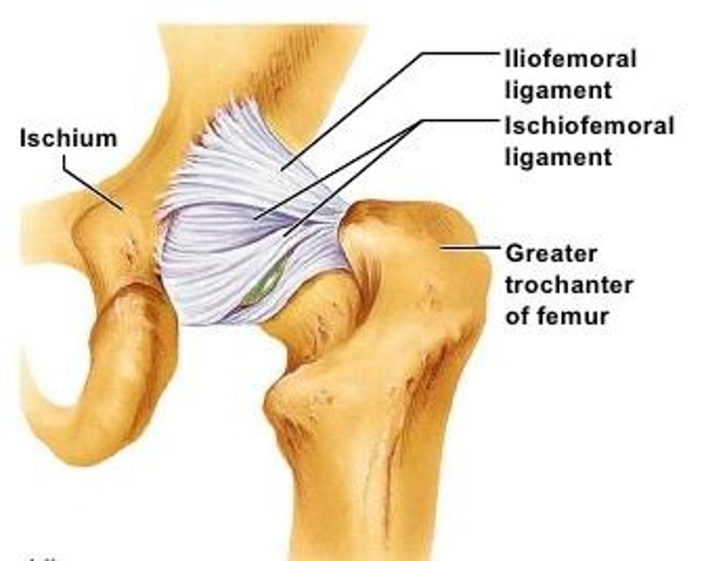 <p>Iliofemoral ligament, Pubofemoral ligament, Ischiofemoral ligament.</p>