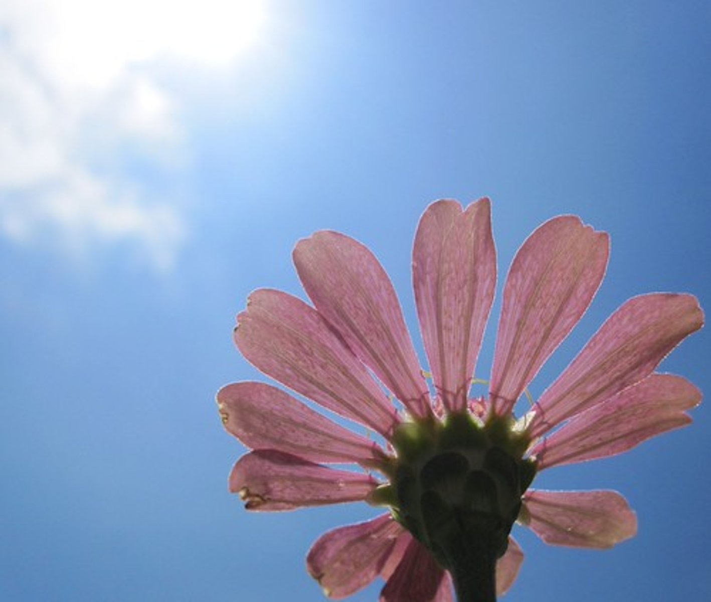 <p>One of the often brightly coloured parts of a flower surrounding the reproductive organs.</p>