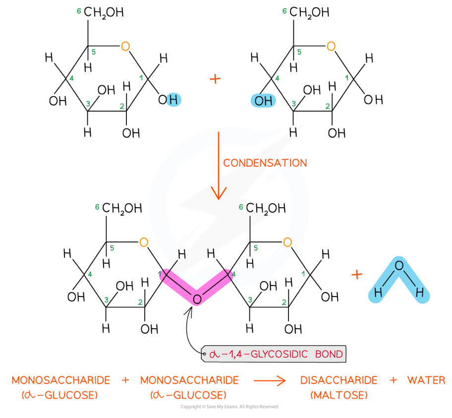 <p>They can be formed by <strong>condensation</strong> reactions- when two hydroxyl (OH) groups from different saccharides interact to produce a water molecule and a glycosidic bond between the two saccharides</p><ul><li><p>This can be catalysed by enzymes</p></li></ul><p>They can be broken down by <strong>hydrolysis</strong>- when water is added to a di or polysaccharide, breaking the glycosidic bond to form a hydroxyl group on each saccharide</p><ul><li><p>This can be catalysed by (different) enzymes</p></li><li><p>We use this to test for non reducing sugars</p></li></ul>