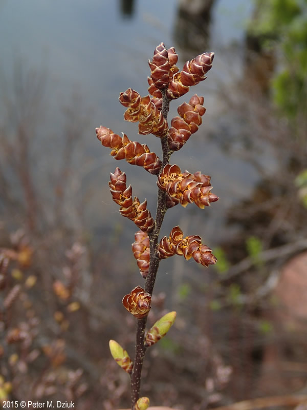 <ul><li><p>bog shrub</p></li><li><p>leaves: coarsely toothed &amp; broader at tip, smells sweet, golden resin drops</p></li><li><p>twigs: slender, dark brn</p></li><li><p>buds: small, pointed</p></li><li><p>bark: red / brn → grey / brn, lent</p></li><li><p>repro: catkin</p></li></ul>
