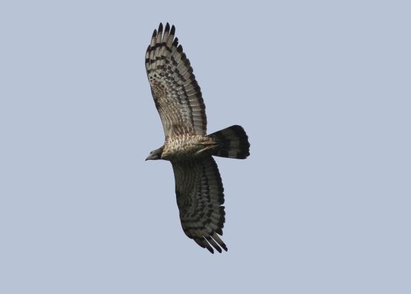 <p>Oriental Honey Buzzard</p>
