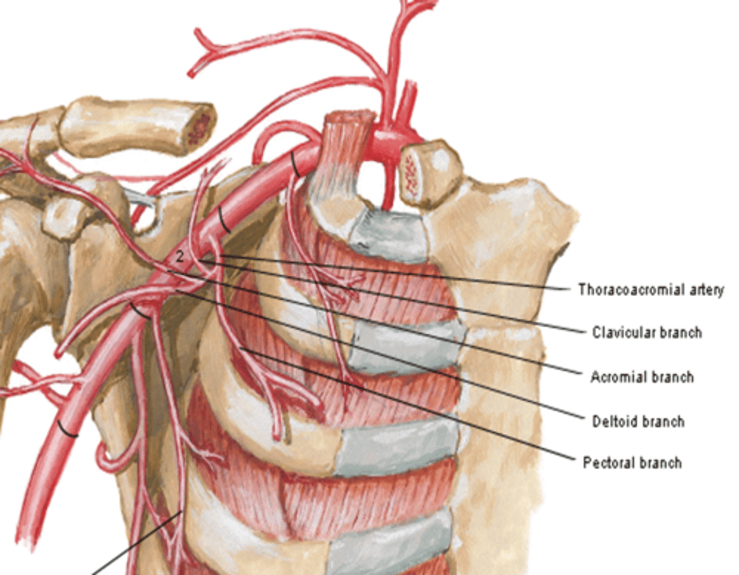 <p>deltoid muscle and area</p>