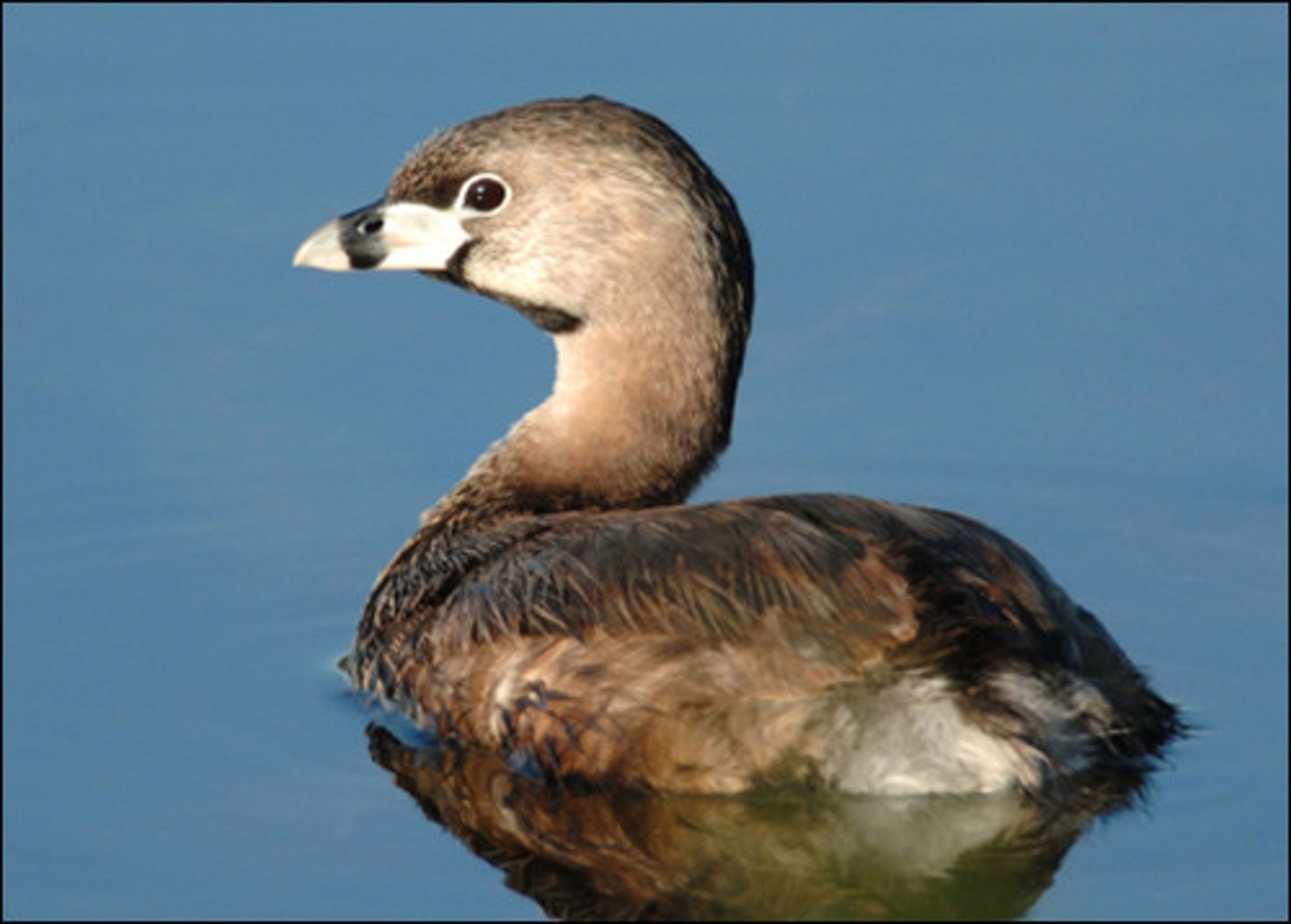 <p>Podicipediformes</p><p>Podicipedidae</p>