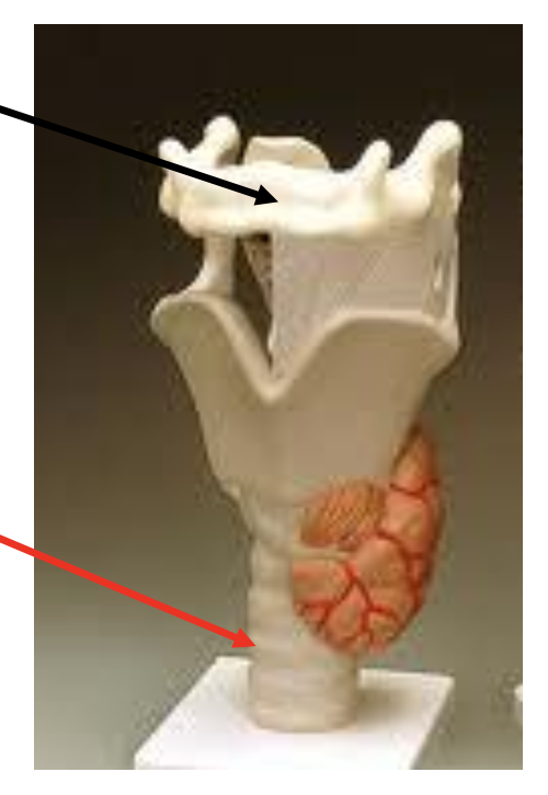 <p>The black arrow is pointing to </p><p></p><p>a. Thyroid gland</p><p>b. Cricoid cartilage</p><p>c. Hyoid bone</p><p>d. Thyroid cartilage</p>