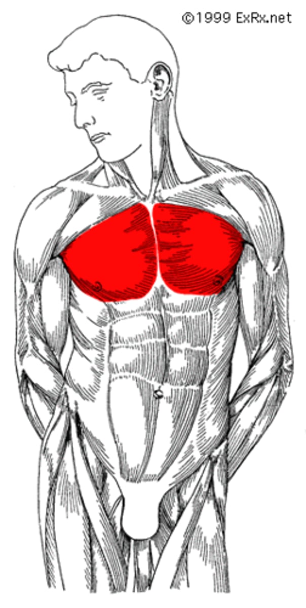 <p>Pectoralis Major lower fibers</p>
