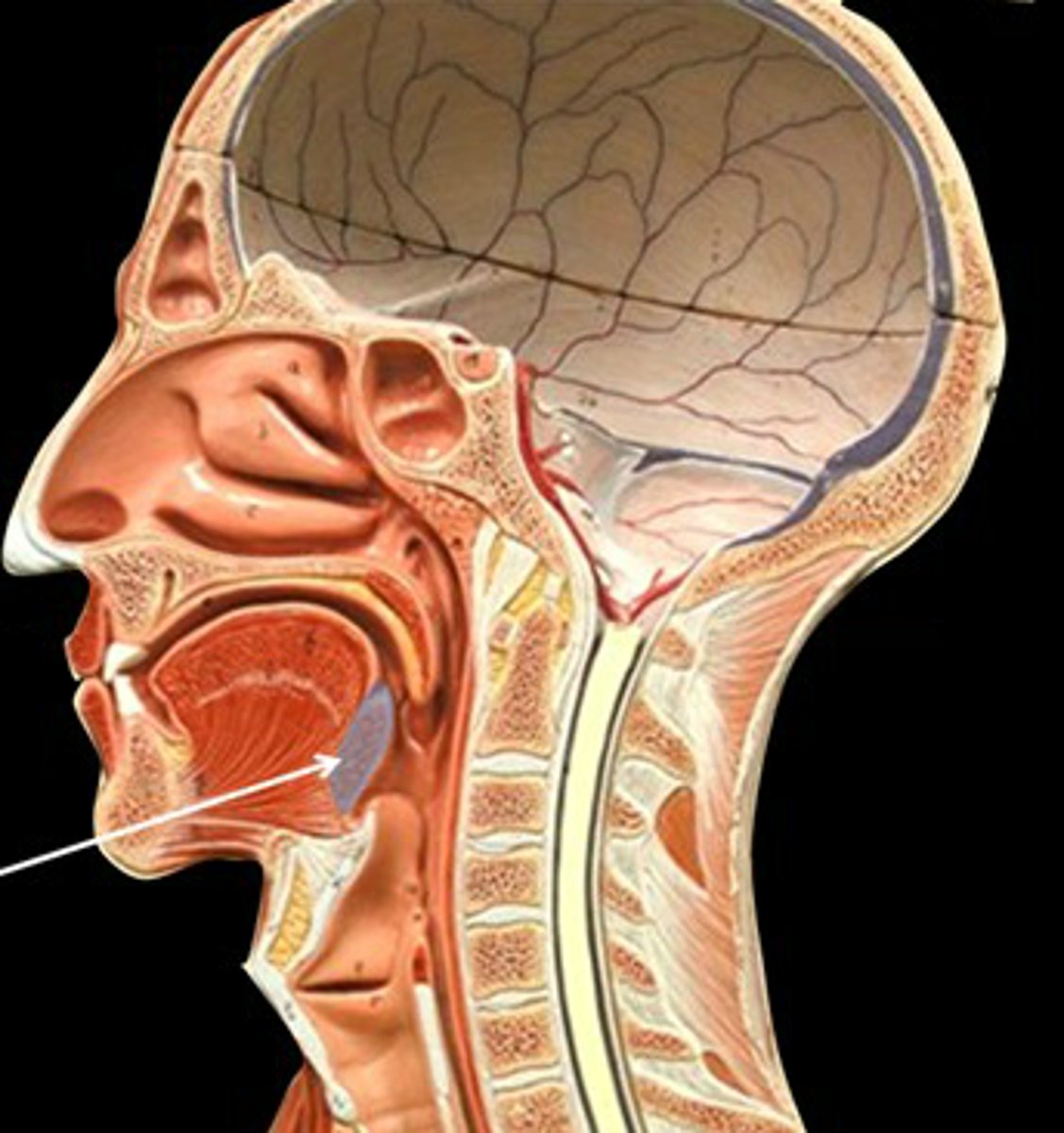 <p>trap and remove foreign material</p>