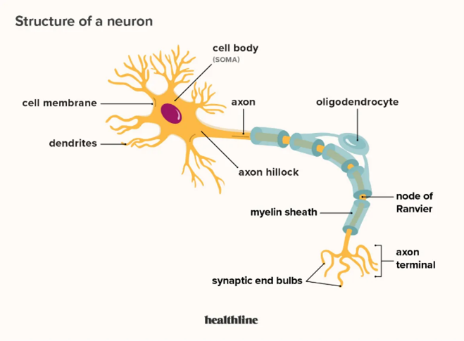 <ol><li><p>cell membrane </p></li><li><p>dendrites </p></li><li><p>cell body </p></li><li><p>axon </p></li><li><p>oligodendrocyte </p></li><li><p>axon hillock</p></li><li><p>myelin sheath </p></li><li><p>node of Ranvier</p></li><li><p>axon terminal </p></li><li><p>synaptic clefts </p></li></ol><p></p>