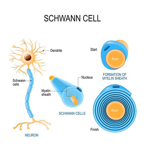 Myelin around motor neuron axons is produced by Schwann cells. Schwann cells hold the neurons in place, supply them with nutrients and provide insulation. 