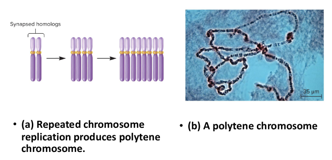 <p>When chromosomes undergo repeated rounds of chromosome replication without cellular division, these bundles of chromosomes are produced and lie together in a parallel fashion.</p>