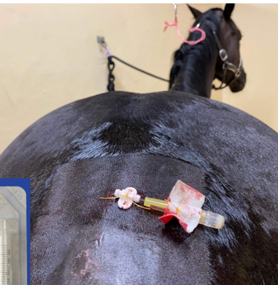 <p>Why would you use epidural catheters to treat horses with pain? What injuries?</p>